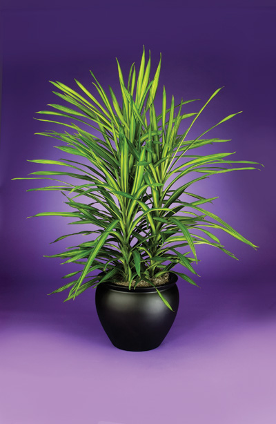 Plant Guide - Interior Plants - Low Light - Medium Light - High Light