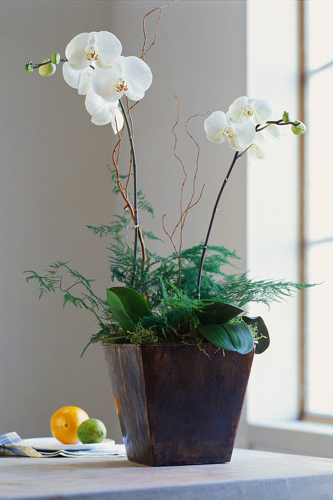 office plants, Burlington office plants ,Burlington living walls, green ...